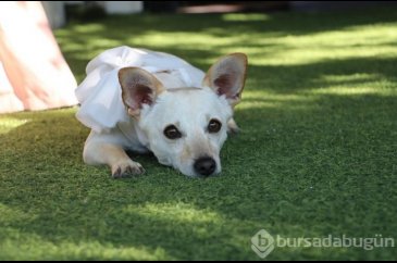 Köpeğini gezdirirken Kangalların saldırısına uğradı