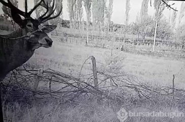 Bahçelere giren kızılgeyikler mahsulleri yedi
