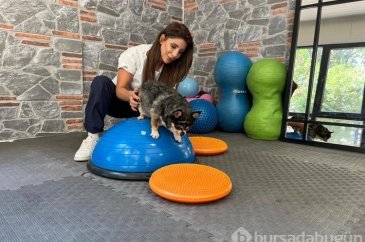 Görme engelli obez köpek pilates sayesinde zayıflıyor