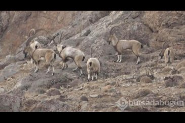 Hakkari'de köylülerden dağ keçilerine gönüllü koruma
