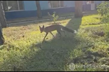 Yemekhane görevlilerinin 7 aydır beslediği kızıl tilki işçilerin ma...