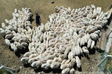 Kayseri'de koyun kırkma mesaisi
