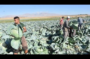 Türkiye'nin lahana üretiminin yüzde 20'sini karşılayan Niğde'de has...