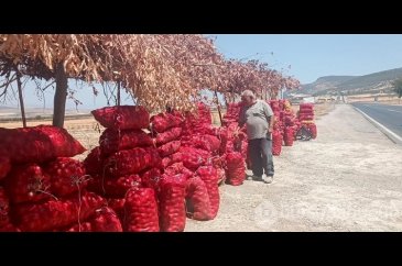 Hasadı yapılan soğan tarlada 3 TL'ye satılıyor
