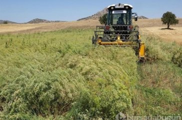 Türkiye'nin rezene üretim merkezi Burdur'da sezonun son hasadı yapıldı
