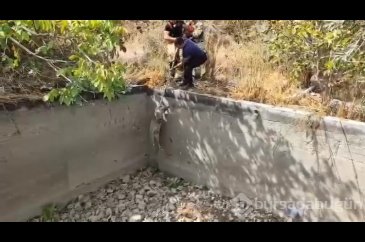 Sulama havuzuna düşen domuzu itfaiye kurtardı
