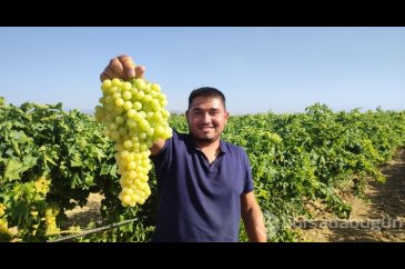 Coğrafi işaretli İsabey çekirdeksiz üzümünde hasat başladı