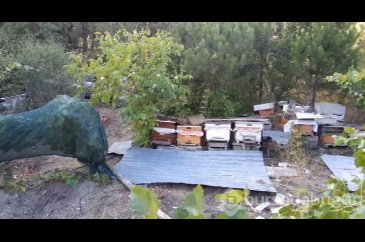 Bolu'da ayılar köylünün kabusu oldu