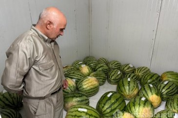 Diyarbakır'da karpuz yarışmasına sayılı günler kaldı