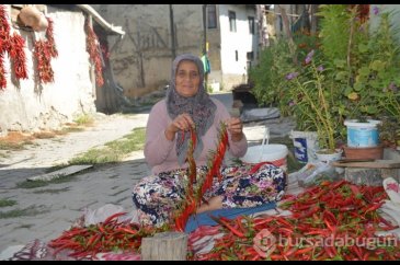 160 yıldır aynı tohumdan acı biber üretiyorlar