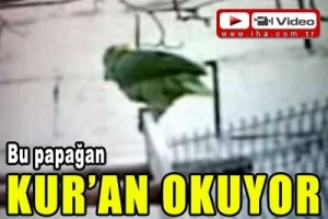 BU PAPAĞANIN KONUŞMASI ŞOK EDİYOR