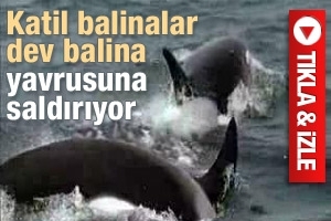 KATİL BALİNA, YAVRU BALİNAYI BÖYLE YUTTU