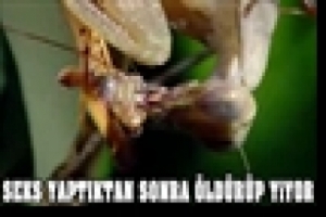 SEKS YAPTIKTAN SONRA ÖLDÜRÜP YİYOR