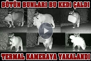 DÜNYA BU KEDİYİ KONUŞUYOR