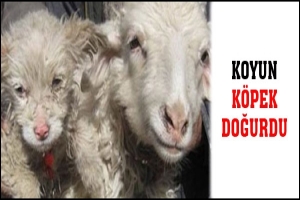 KOYUN KÖPEK DOĞURDU