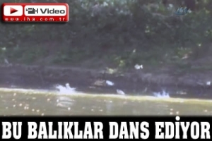 BU BALIKLAR DANS EDİYOR