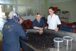 TÜRK HACILARIN ZEYTİNİ ORHANGAZİ'DEN