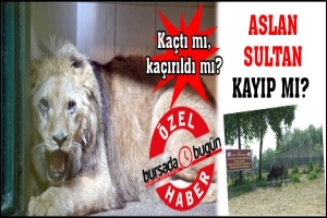 ÖZEL HABER... ASLAN SULTAN KAYIP MI? İKİ KURUM BİRBİRİNİ SUÇLUYOR!