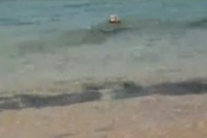Köpek köpek balığını böyle ısırdı - izle