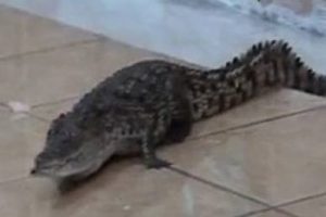 İstanbul'un göbeğinde timsah paniği!