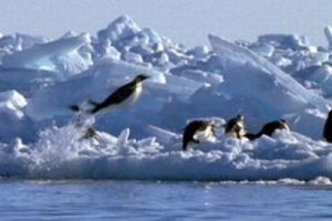 Havalanan penguenlerin sırrı ne ?