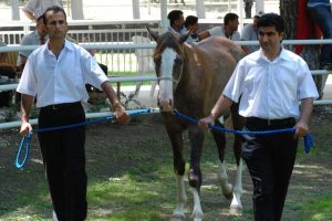 Lüks otomobil fiyatına tay