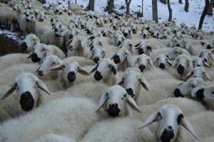 Düğüne gitti iki sürü koyun çalındı