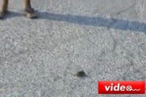 Fareyi köpek yaptı