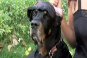 İşte en uzun kulaklı köpek