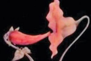 Acem usulü seks eğitimi