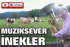 Müziksever inekler