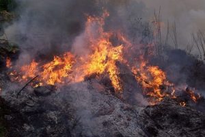 Bursa'da orman yangını