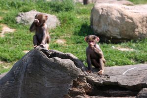 Bursa Zoo resmen Avrupalı