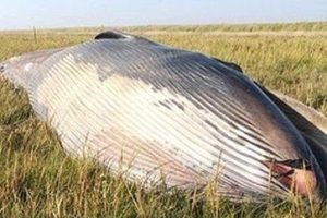 20 tonluk balina tarlada bulundu