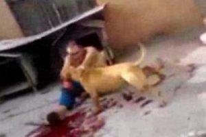 Brezilya'da kan donduran pitbull dehşeti