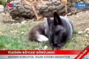 tilkinin böylesi görülmedi