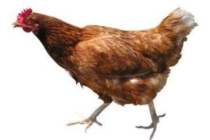 gübreden elektrik üretilecek
