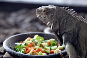 İguana'ya özel salata tabağı