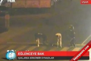 Kırmızı ışıkta birdir bir oynadılar