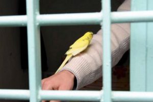 15 bin hükümlüye tahliye umudu