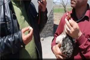 Horoz yumurtladı!
