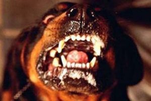 Alanya'da köpek dehşeti