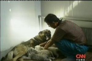 Kaplan yavrularını kurt köpeği emziriyor