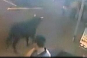 Boğa kadına böyle çarptı