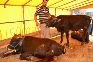 Turgutlu'da kurbanlık satışları başladı