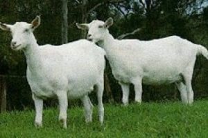 Patronlar onların peşinde