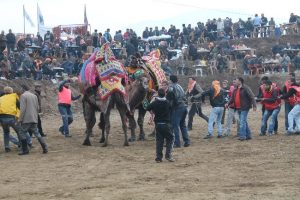 Develer kıran kırana dövüştü