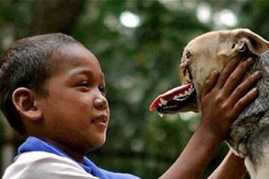 Kanseri yenen köpek