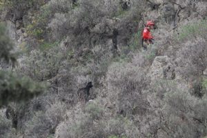 Keçinin taze ot merakı başına dert oldu