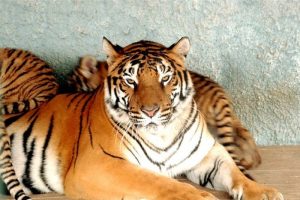 Bengal kaplanı ikinci kez dördüz doğurdu